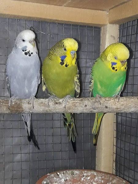 Australian parrots  budgies 0