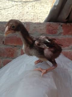 aseel 3 chicks urgent for sale