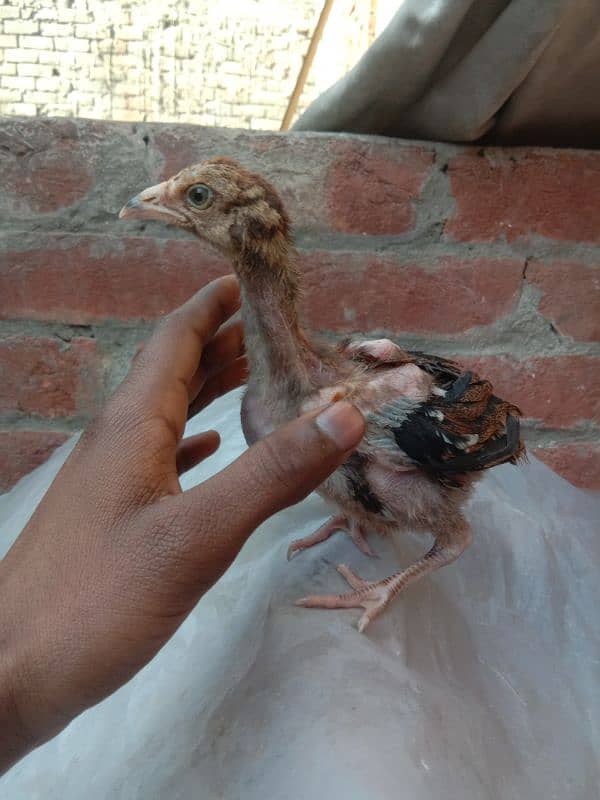 aseel 3 chicks urgent for sale 2