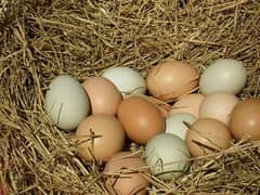 Fresh Organic Eggs - Desi Eggs - Fertile Eggs