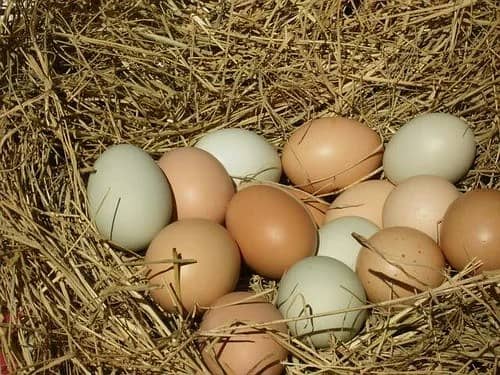 Fresh Organic Eggs - Desi Eggs - Fertile Eggs 0