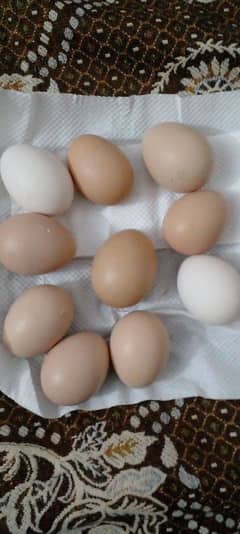 Pure Aseel 100% Fertile Eggs Fresh parents pic attached