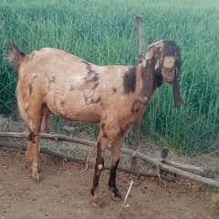 Beetal goat for sale