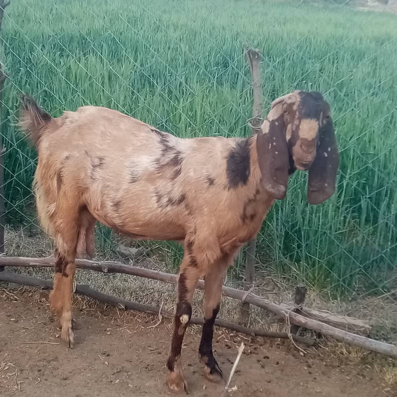 Beetal goat for sale 1