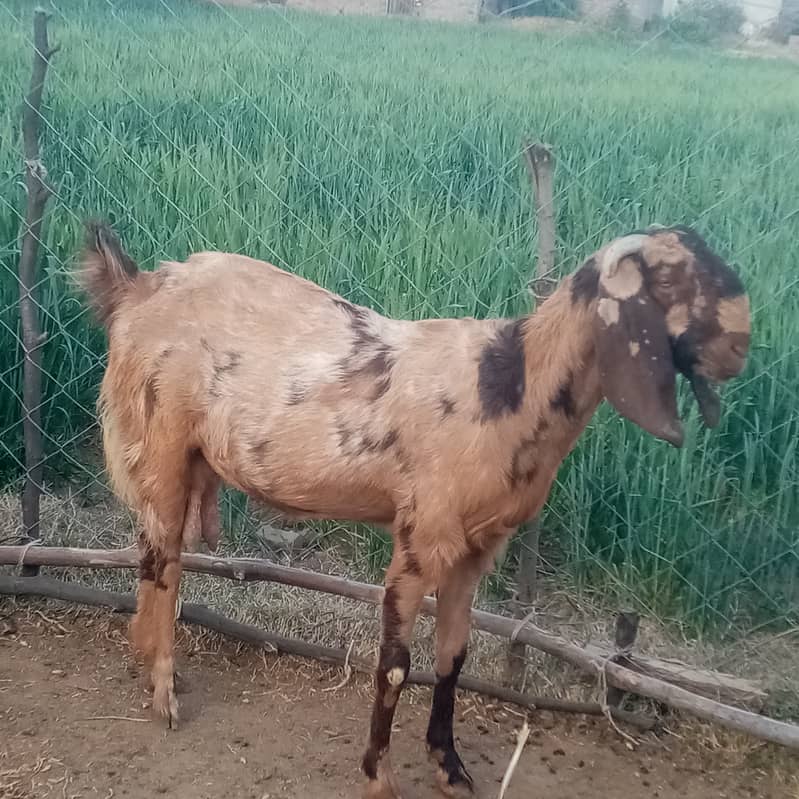 Beetal goat for sale 2