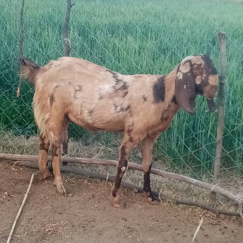 Beetal goat for sale 3