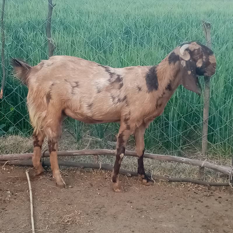 Beetal goat for sale 4