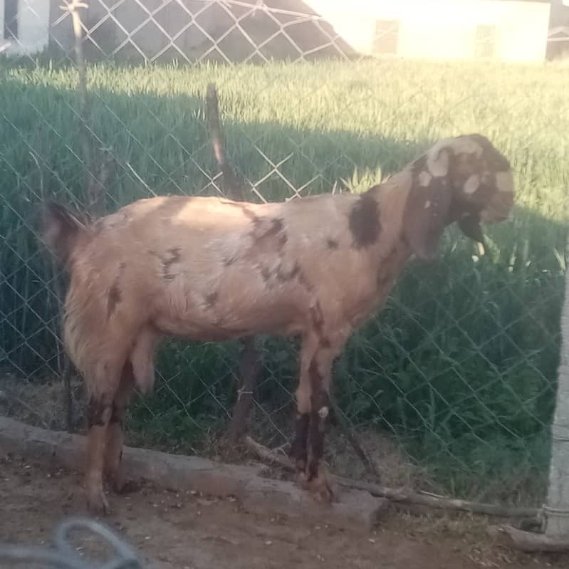 Beetal goat for sale 5