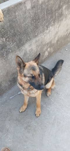 German shepherd female