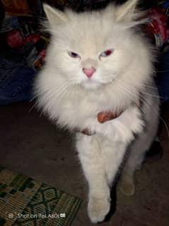 persian cat for sale jis ko chai a contact kare