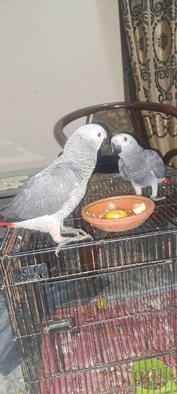 African grey self chiks 0