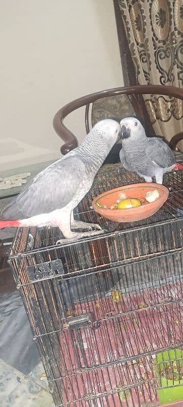 African grey self chiks 1