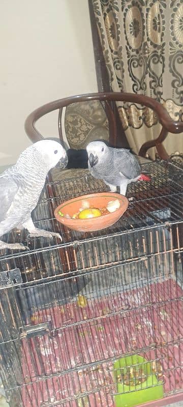 African grey self chiks 2