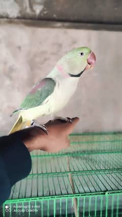 Raw parrot ha bata be karta ha . .  urgent sale