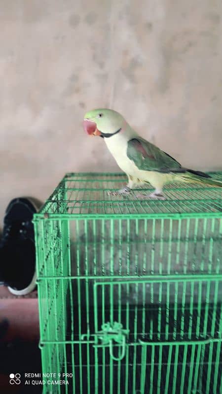 Raw parrot ha bata be karta ha . .  urgent sale 1