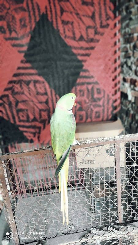 Raw parrot ha bata be karta ha . .  urgent sale 2