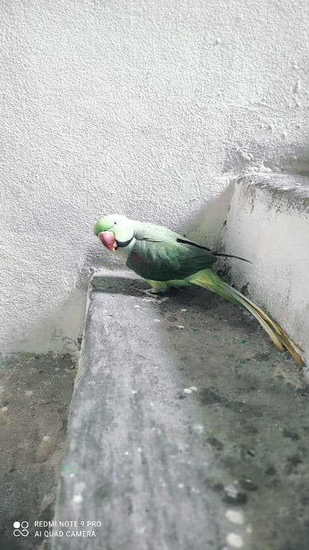 Raw parrot ha bata be karta ha . .  urgent sale 3