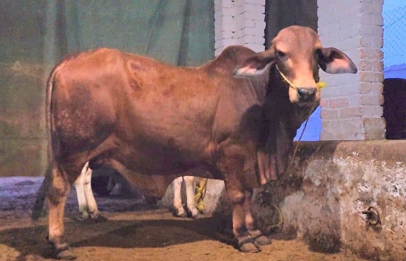 Red Barhaman wacha for sale 14 months kacha kheera 1