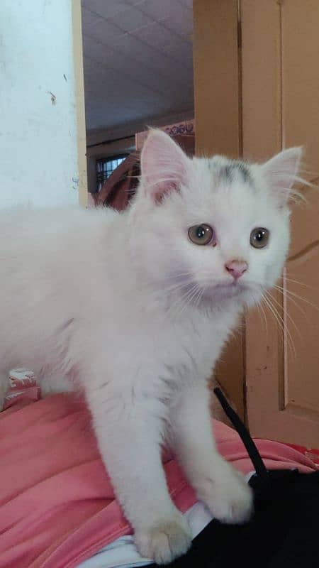 Persian triple coat cat Kitten 2 months old 2