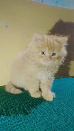 Persian  triple coat cat, 41 days age