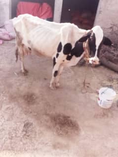 beauty ful cow