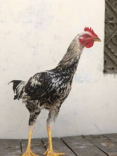 hen