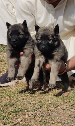 Sable Shepherd Pair Available for sale male and female