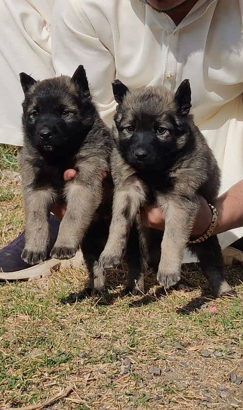 Sable Shepherd Pair Available for sale male and female 0