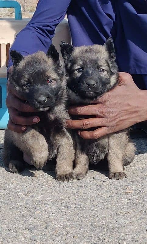 Sable Shepherd Pair Available for sale male and female 1