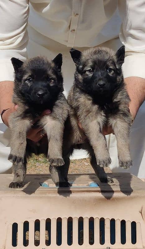 Sable Shepherd Pair Available for sale male and female 2