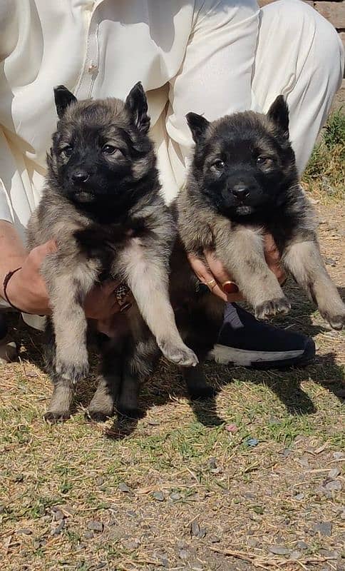 Sable Shepherd Pair Available for sale male and female 3