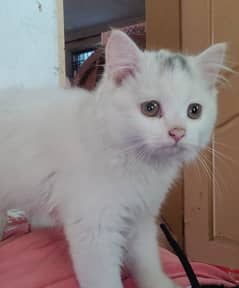 Persian Punch face triple coat cat Kitten 2 months old