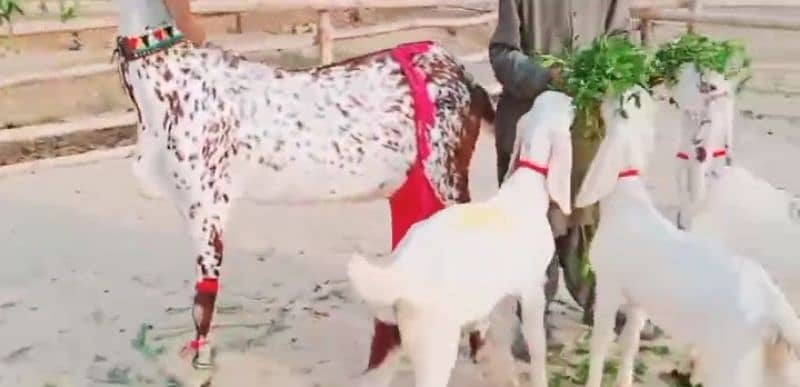 Desi bakri 3 Bacchon Ke Sath For Sale WhatsApp On 0311,7478,299 1