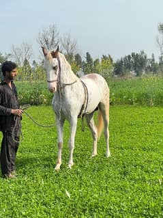 Horses | wachera | white Horses | desi horses | nukra