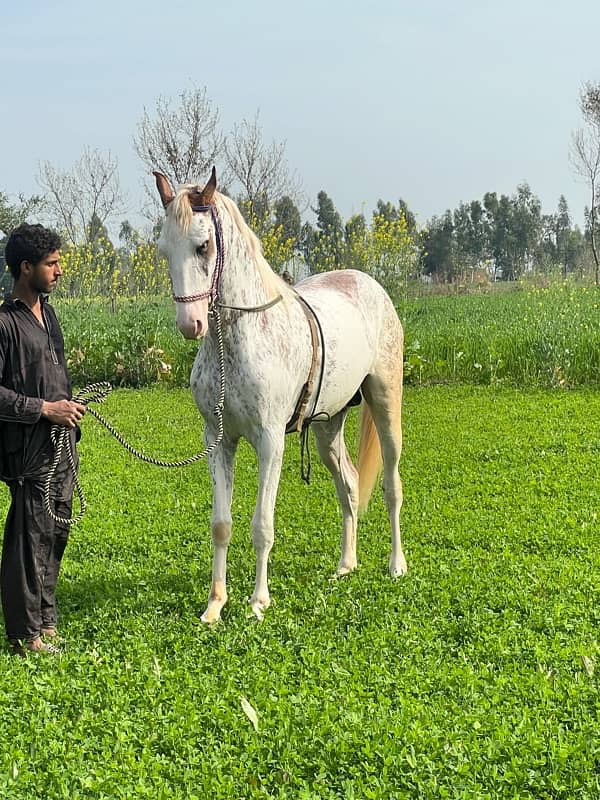 Horses | wachera | white Horses | desi horses | nukra 0