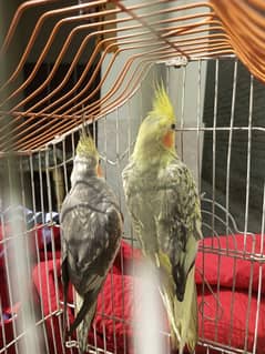 Parrot For sale Mirpur Mathelo