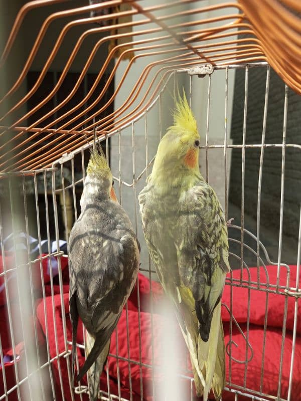 Parrot For sale Mirpur Mathelo 0