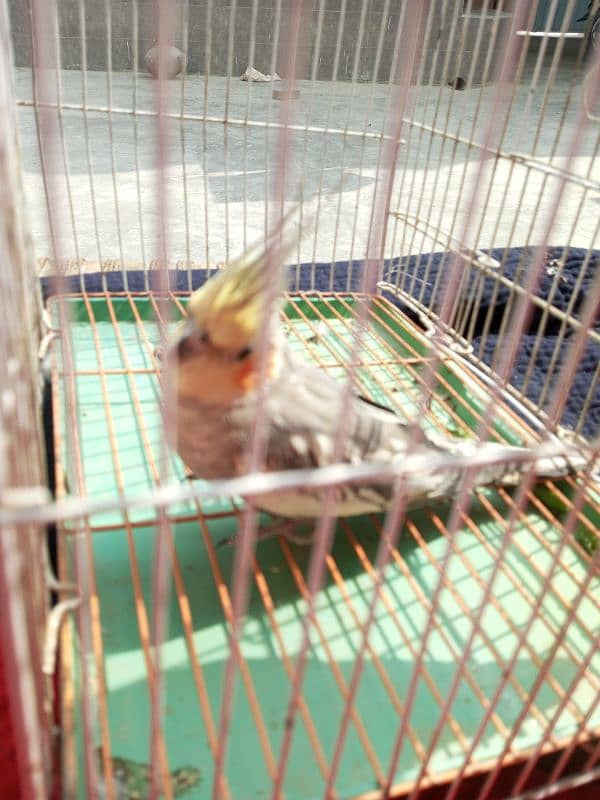 Parrot For sale Mirpur Mathelo 1