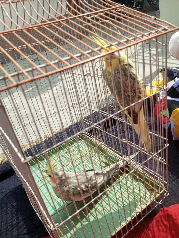 Parrot For sale Mirpur Mathelo 2