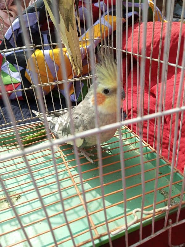 Parrot For sale Mirpur Mathelo 3