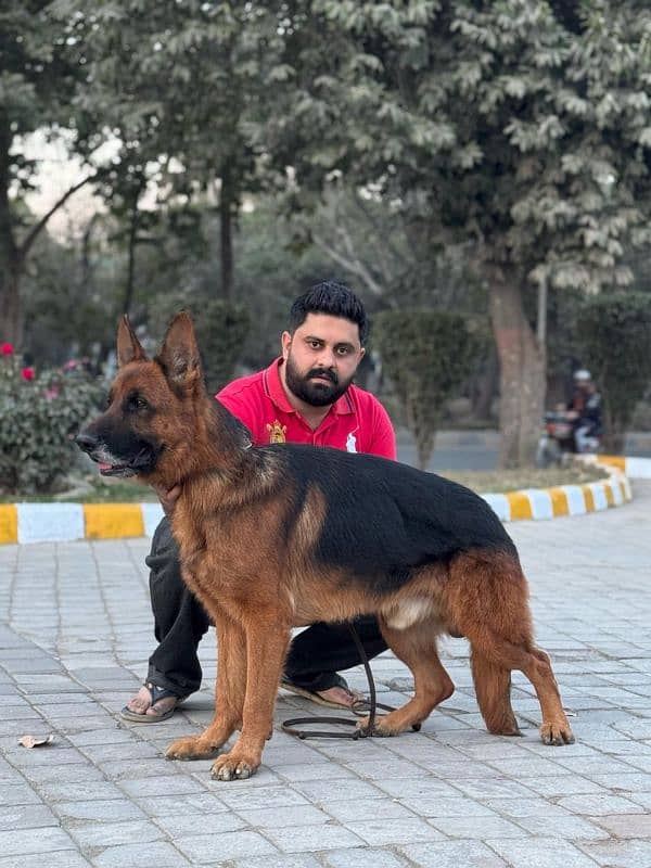 German shepherd long coat available for mating 1