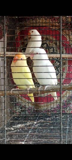 Creamino and albino breeder pair with chicks