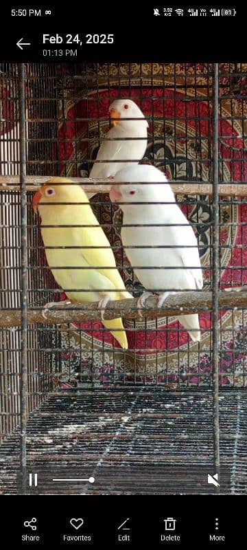 Creamino and albino breeder pair with chicks 5