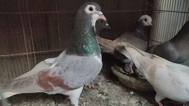 I am selling pigeon 2