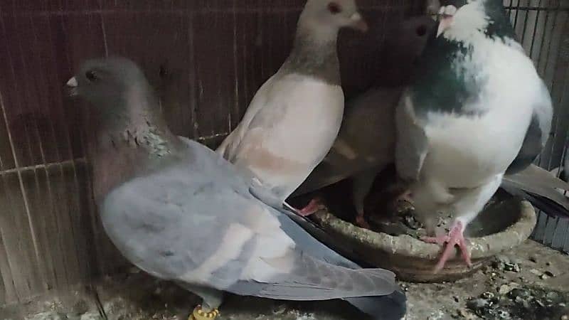 I am selling pigeon 3