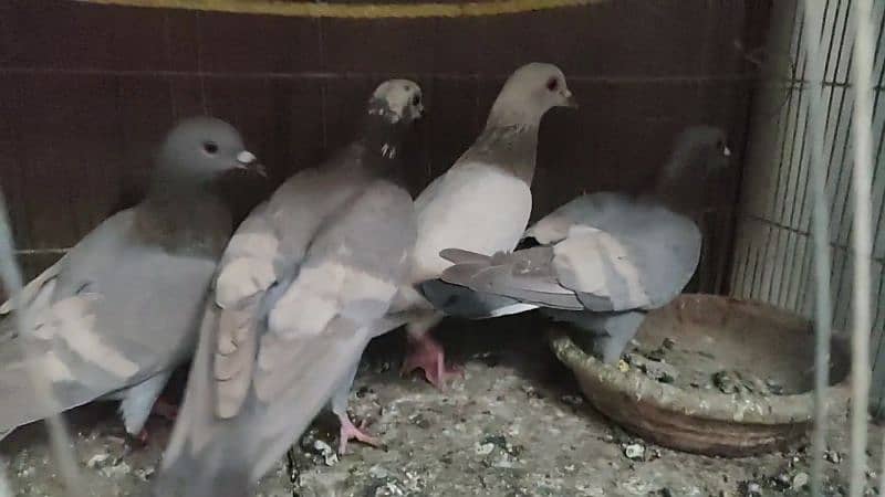 I am selling pigeon 4