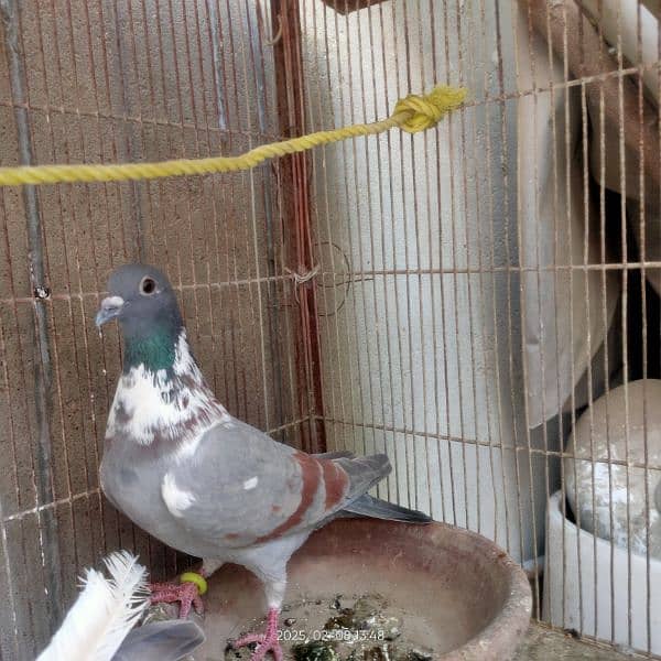 I am selling pigeon 5