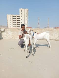 goats for qurbani