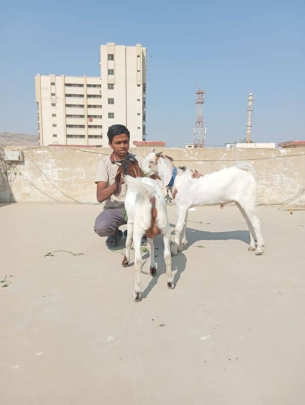 goats for qurbani 0