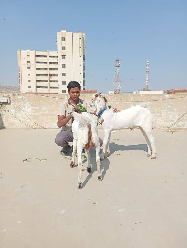 goats for qurbani 1